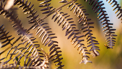 Feuilles de fougère sauvages, photographiées dans la forêt des Landes de Gascogne, en période hivernale