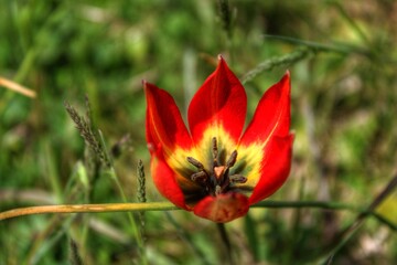 red poppy flower