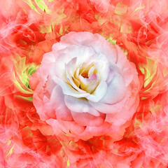 A white rose flower on  red  floral background.  Rose petals around the flower.  Flower in curls of smoke. Nature .