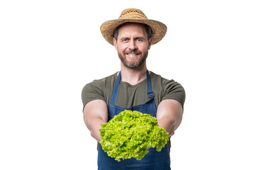 man in apron and hat holding lettuce vegetable isolated on white