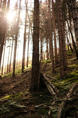 Wald der Verlobungsinseln im Harz