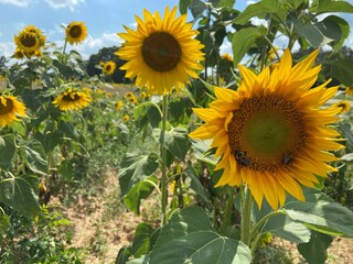 Selective focus of a sunflower and two bees with a field and a blue sky in the background
