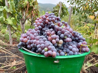 Foto di un secchio per la vendemmia, pieno di uva nera, con la vigna sullo sfondo