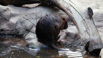Back view of wet Nutria standing on the rocks by the pond in the zoo