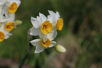 日本の冬の庭に咲くフサザキスイセンの花