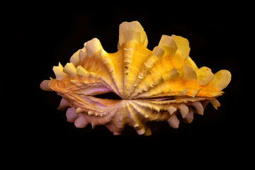 Muszla Tridacna color © jholy