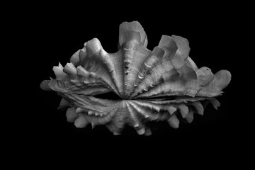 muszla tridacna B&W © jholy