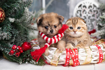 Fototapeta na wymiar puppy christmas and kitten