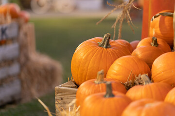 Plucked pumpkins in a wooden plank agricultural box for storing the harvest.