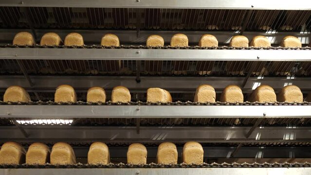 Baked breads on multi layer conveyors in a bakery factory
