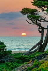 Fototapeta premium Vertical shot of a tree at the seashore during the fascinating sunset, Carlsbad, California