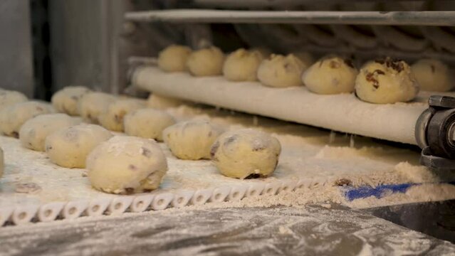 Raisin bread buns sprinkled with flower on a conveyor in a bakery factory