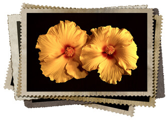 A stack of old vintage postcards or photo frames with a couple of yellow, orange and red Hibiscus Flowers. Isolated on white or transparent background, photography, png. 