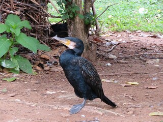 Cormoran