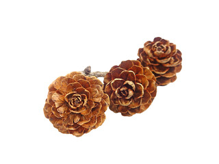 Natural flower-like tiny dry pine cones with branch on transparent background, PNG file