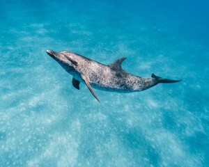 Cute Atlantic spotted dolphin swimming in the blue ocean in the Bahamas