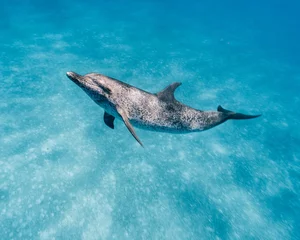 Foto op Canvas Cute Atlantic spotted dolphin swimming in the blue ocean in the Bahamas © Christina Redd/Wirestock Creators