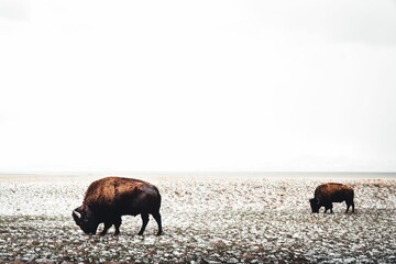 American bison grazing grass at Antelope Island State Park in spring