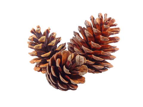Closeup group of natural dry pine cones on Transparent Backdrop, PNG File
