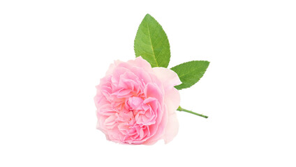 Pink rose on a white background. - 535757466