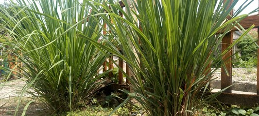 Lemongrass (Cymbopogon citratus). This plant is commonly used as a spice in cooking and herbal medicine