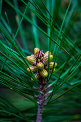 close up of pine cones