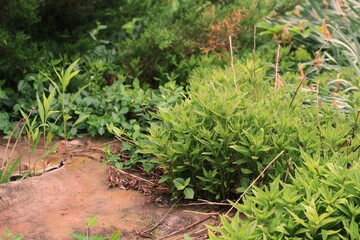 grass in the garden