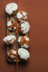 Cotton boll branch on brown background , top view