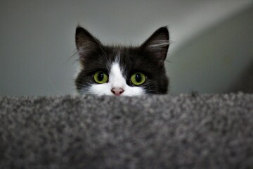 Curious young grey and white cat peeking over the top of the stairs