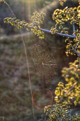 spider web in the grass