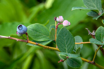 Sydney Australia, blueberry fruit ripening in garden