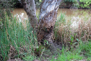 eucalyptus tree on werribee riverbank