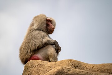 Low angle of a male hamadryas baboon (Papio hamadryas ) sitting on a rock looking aside