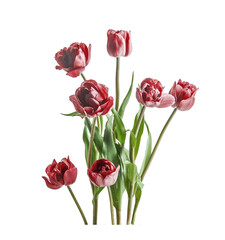 Bunch of tulips, isolated. Springtime flowers. Beautiful bouquet. 