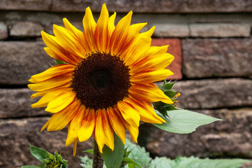 Sydney Australia, flower head of a rio carnival sunflower against retaining wall