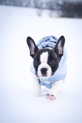 French buldog is running in the snow. He is so fluffy dog.