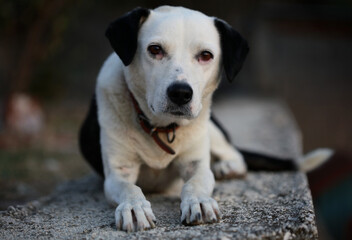 Cute white and black dog profile close up animal background high quality big size instant print