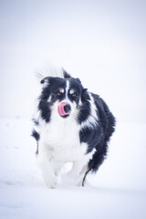 Tricolor border collie is running in the snow. He is so fluffy dog.