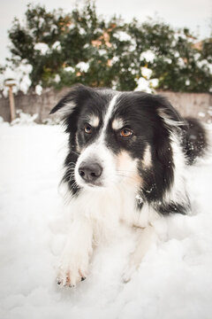 Tricolor border collie is laying in the snow. He is so fluffy dog.