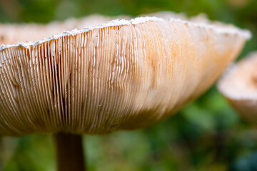 Parasol mushroom (Macrolepiota procera) is a basidiomycete fungus with a large, prominent fruiting...