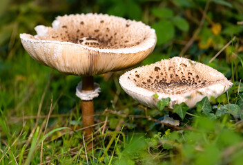 Two Parasol mushrooms (Macrolepiota procera), basidiomycete fungi with large, prominent fruiting...
