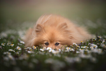 Cute dog portrait face in daisy flower field