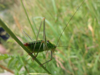 A very nice looking grasshopper, perched on some branch.