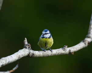 Blue tit content