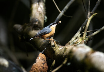 Nuthatch with Lunch