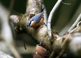 Nuthatch standing
