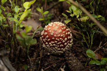 Young Amanita muscaria (fly agaric), poisonous mushroom in autumn