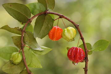 Surinam cherry tree branches filled with fruit. This plant has the scientific name Eugenia uniflora.