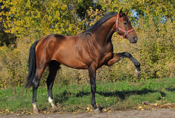 Dressage sport horse portrait on the autumn background