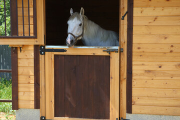 White horse rest in wooden stable 